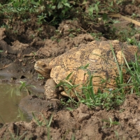 Żółw lamparci - Stigmochelys pardalis - Leopard tortoise