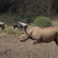 Nosorożec czarny - Diceros bicornis - Black rhinoceros