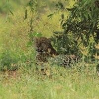 Lampart plamisty - Panthera pardus - Leopard 