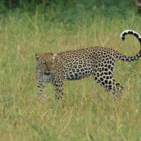 Lampart plamisty - Panthera pardus - Leopard 