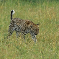 Lampart plamisty - Panthera pardus - Leopard 