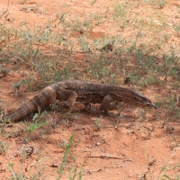 Waran stepowy - Varanus exanthematicus - Savannah monitor