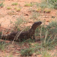 Waran stepowy - Varanus exanthematicus - Savannah monitor