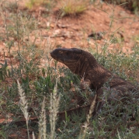 Waran stepowy - Varanus exanthematicus - Savannah monitor