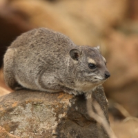 Góralek stepowy - Heterohyrax brucei - Bush hyrax