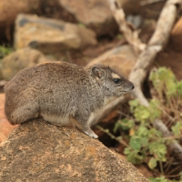 Góralek stepowy - Heterohyrax brucei - Bush hyrax