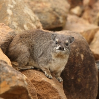 Góralek stepowy - Heterohyrax brucei - Bush hyrax