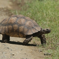 Żółw lamparci - Stigmochelys pardalis - Leopard tortoise