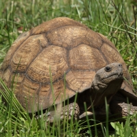 Żółw lamparci - Stigmochelys pardalis - Leopard tortoise