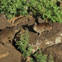 Góralek skalny - Procavia capensis - Rock hyrax