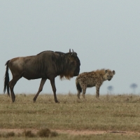 Gnu pręgowane - Connochaetes taurinus - Blue wildebeest