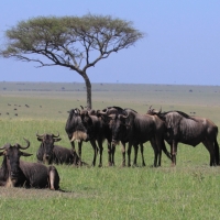 Gnu pręgowane - Connochaetes taurinus - Blue wildebeest