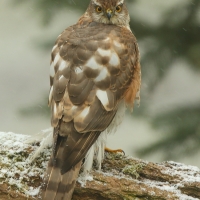 Krogulec - Eurasian Sparrowhawk