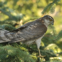 Krogulec - Eurasian Sparrowhawk