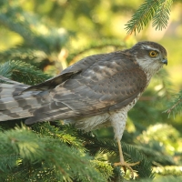 Krogulec - Eurasian Sparrowhawk