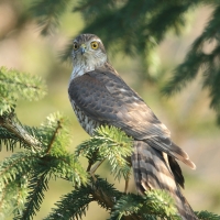 Krogulec - Eurasian Sparrowhawk