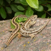 Jaszczurka zwinka - Lacerta agilis - Sand lizard