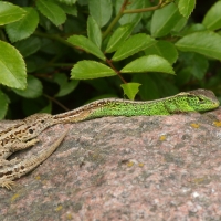 Jaszczurka zwinka - Lacerta agilis - Sand lizard