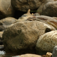 Bazyliszek pręgowany - Basiliscus vittatus - Brown Basilisk