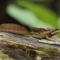 Bazyliszek pręgowany - Basiliscus vittatus - Brown Basilisk
