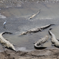 Krokodyl amerykański - Crocodylus acutus - American Crocodile 