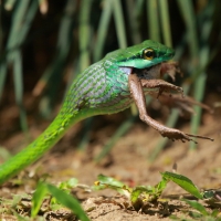 Cope's parrot snake - Leptophis depressirostris