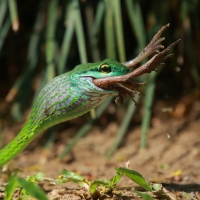 Cope's parrot snake - Leptophis depressirostris