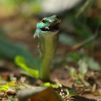 Cope's parrot snake - Leptophis depressirostris