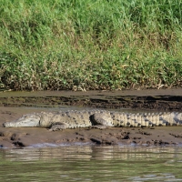 Krokodyl amerykański - Crocodylus acutus - American Crocodile 