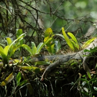 Legwan zielony - Iguana iguana - Green iguana 