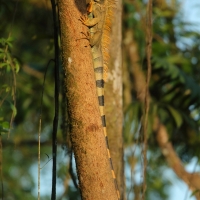 Legwan zielony - Iguana iguana - Green iguana 