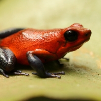 Drzewołaz karłowaty - Oophaga pumilio - Strawberry Poison Frog