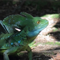 Bazyliszek płatkogłowy - Basiliscus plumifrons - Plumed Basilisk 