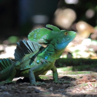Bazyliszek płatkogłowy - Basiliscus plumifrons - Plumed Basilisk 