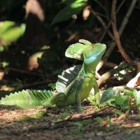 Bazyliszek płatkogłowy - Basiliscus plumifrons - Plumed Basilisk 