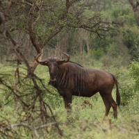 Gnu pręgowane - Connochaetes taurinus - Blue wildebeest