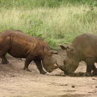 Nosorożec biały - Ceratotherium simum - White rhinoceros