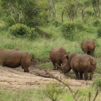 Nosorożec biały - Ceratotherium simum - White rhinoceros