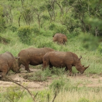 Nosorożec biały - Ceratotherium simum - White rhinoceros