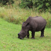 Nosorożec biały - Ceratotherium simum - White rhinoceros