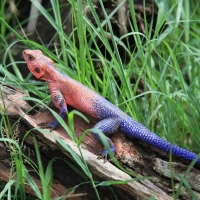 Agama płaskogłowa - Agama mwanzae - Mwanza flat-headed rock agama