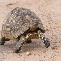 Żółw lamparci - Stigmochelys pardalis - Leopard tortoise