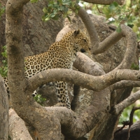 Lampart plamisty - Panthera pardus - Leopard 