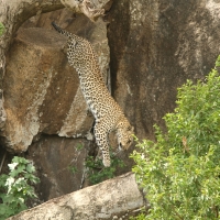 Lampart plamisty - Panthera pardus - Leopard 