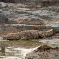 Krokodyl nilowy - Crocodylus niloticus - Nile crocodile