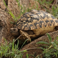 Żółw lamparci - Stigmochelys pardalis - Leopard tortoise