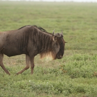 Gnu pręgowane - Connochaetes taurinus - Blue wildebeest