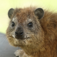 Góralek stepowy - Heterohyrax brucei - Bush hyrax
