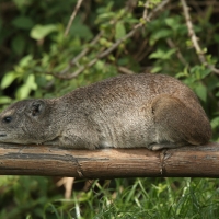 Góralek stepowy - Heterohyrax brucei - Bush hyrax