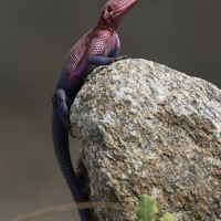 Agama płaskogłowa - Agama mwanzae - Mwanza flat-headed rock agama